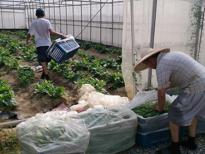 經營有機農園的王宗益與恩友中心合作，媒合三名街友到農場學種菜