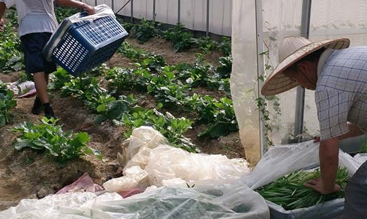 經營有機農園的王宗益與恩友中心合作，媒合三名街友到農場學種菜